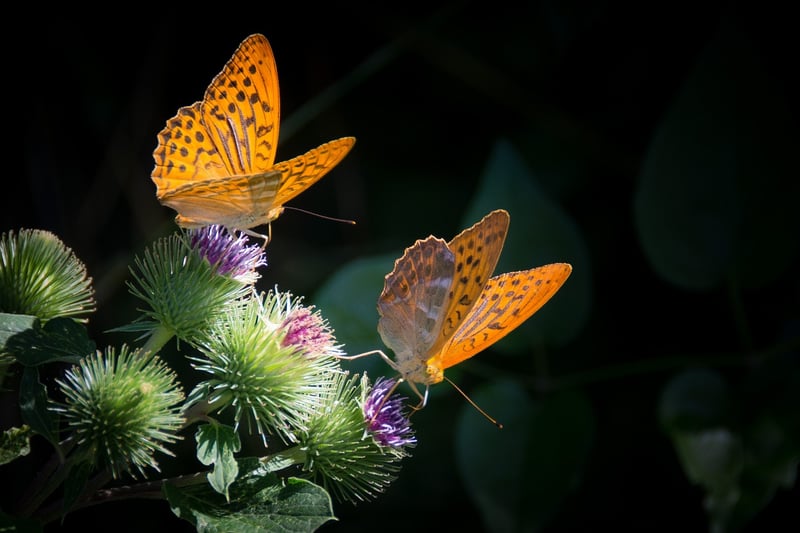 Butterfly Effect Observations